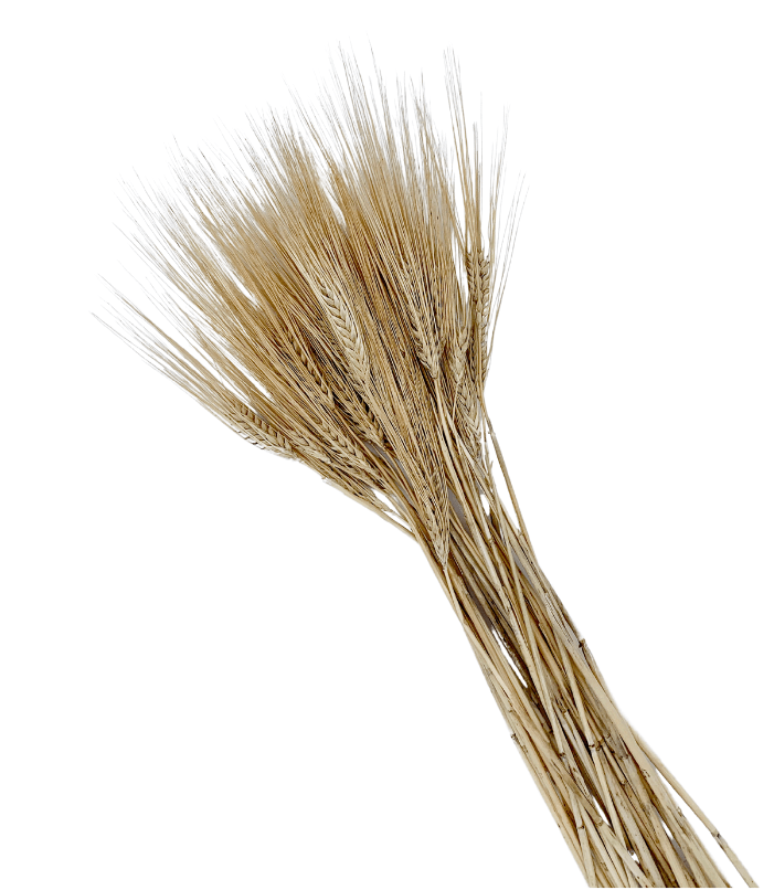 Precios de espigas de trigo — Floresfrescasonline